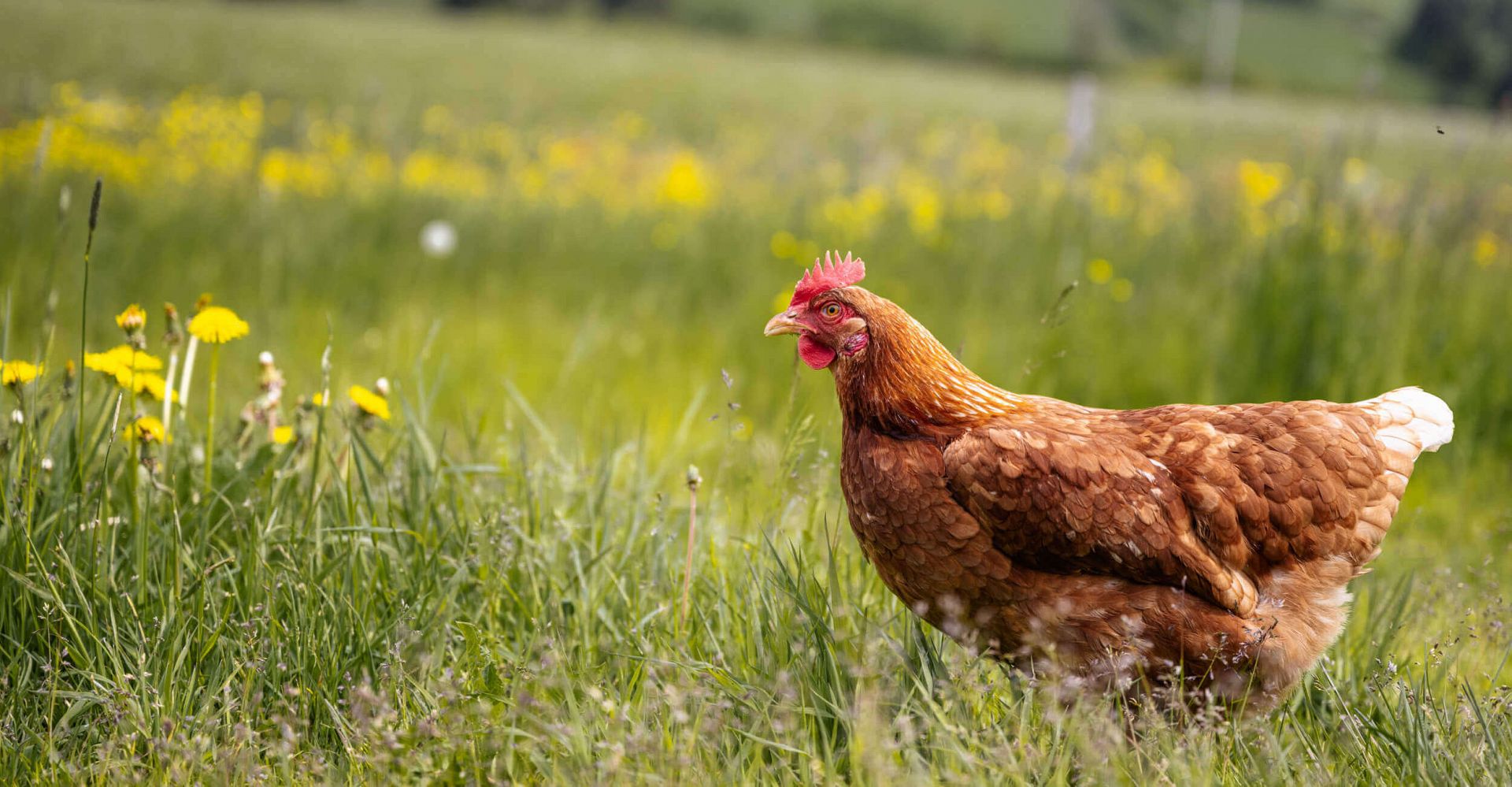 Hofprodukte 2 Hofprodukte 2