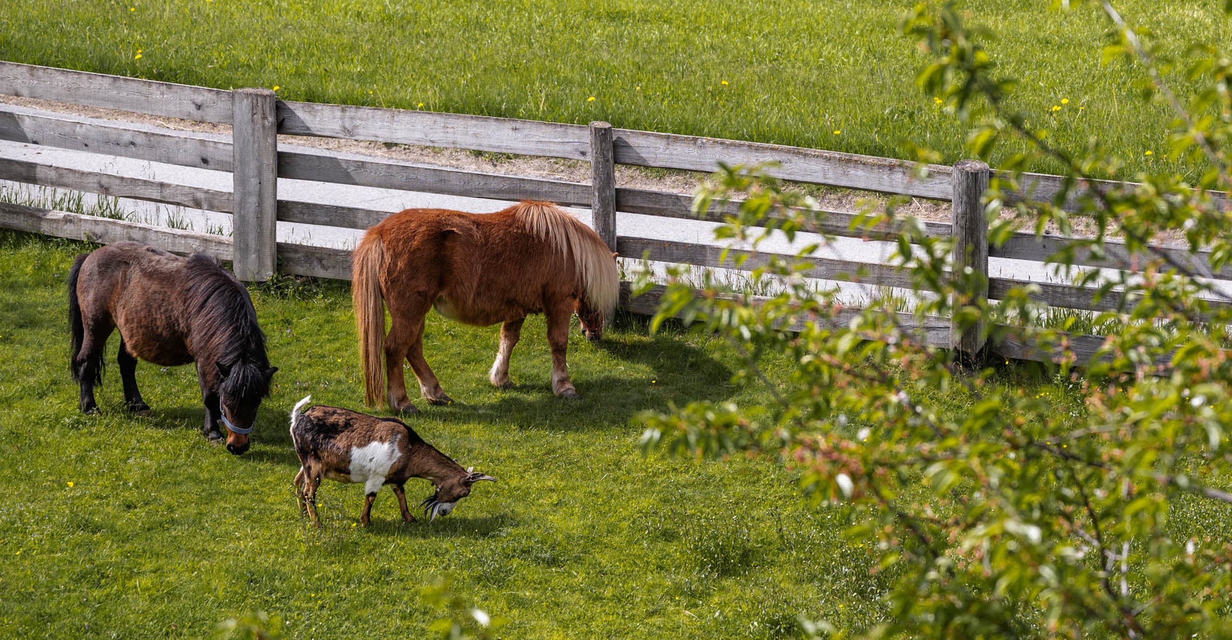 Urlaub auf dem Bauernhof in den Dolomiten Bulandhof in Olang am Kronplatz Südtirol (4)